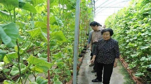 获嘉吃瓜最新事件爆料是真的吗,最新爆料真相揭秘  第3张
