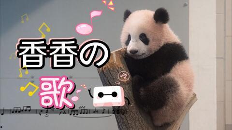 疯狂的熊猫爆料视频大全,揭秘视频大全背后的精彩瞬间  第2张