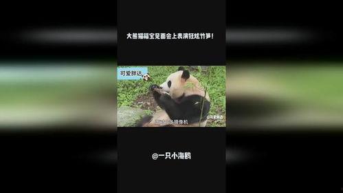 疯狂的熊猫爆料视频大全,揭秘视频大全背后的精彩瞬间  第3张