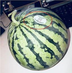 认真吃瓜网红是谁啊,网络红人的崛起与影响力  第2张