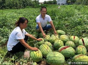 武都吃瓜网红事件真相,真相背后的网络舆论风暴 第2张 武都吃瓜网红事件真相,真相背后的网络舆论风暴 第2张