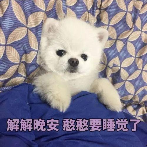 博美爆料新闻报道视频大全,视频大全揭秘热点事件幕后真相 第3张 博美爆料新闻报道视频大全,视频大全揭秘热点事件幕后真相 第3张