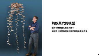 蚁群在线观看,探索智慧生物的在线奥秘之旅