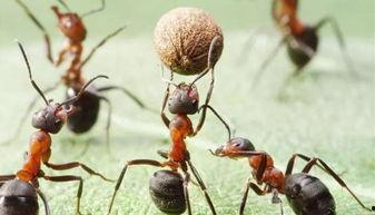 蚁群在线观看,探索智慧生物的在线奥秘之旅 第2张 蚁群在线观看,探索智慧生物的在线奥秘之旅 第2张
