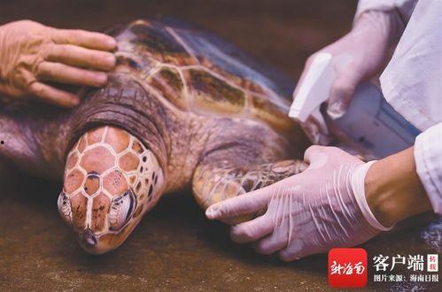 海龟爸爸爆料视频全集,揭秘真实生活幕后故事 第3张 海龟爸爸爆料视频全集,揭秘真实生活幕后故事 第3张