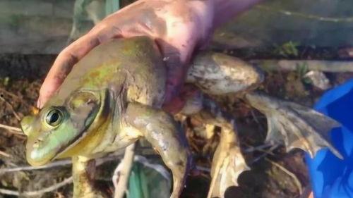 爆料养殖牛蛙视频教程,视频教程带你轻松入门 第3张 爆料养殖牛蛙视频教程,视频教程带你轻松入门 第3张