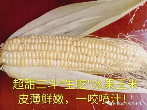 玉米最新爆料,揭秘玉米产业的最新动态与未来趋势 第3张 玉米最新爆料,揭秘玉米产业的最新动态与未来趋势 第3张