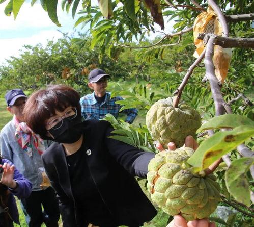 台湾果农最新爆料,果品市场背后真相曝光!” 第2张 台湾果农最新爆料,果品市场背后真相曝光!” 第2张