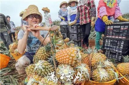台湾果农最新爆料,果品市场背后真相曝光!” 第3张 台湾果农最新爆料,果品市场背后真相曝光!” 第3张