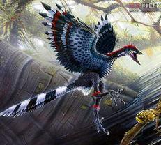 始祖鸟最新爆料,揭秘进化奇迹背后的神秘力量