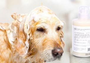 最新草系宠物爆料图,萌动春意,绿意盎然! 第2张 最新草系宠物爆料图,萌动春意,绿意盎然! 第2张