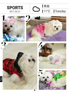 最新草系宠物爆料图,萌动春意,绿意盎然! 第3张 最新草系宠物爆料图,萌动春意,绿意盎然! 第3张