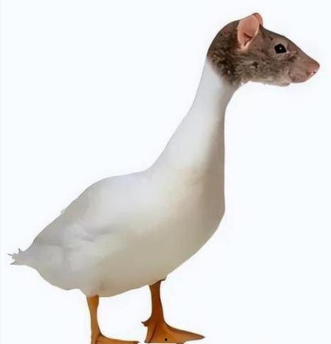 爆料鼠头鸭脖怎么做视频,惊悚爆料背后的真相