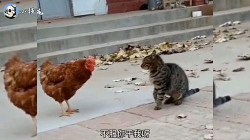 猫哥员工爆料视频